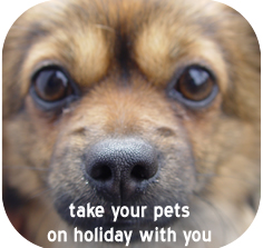 Take your pet on holiday